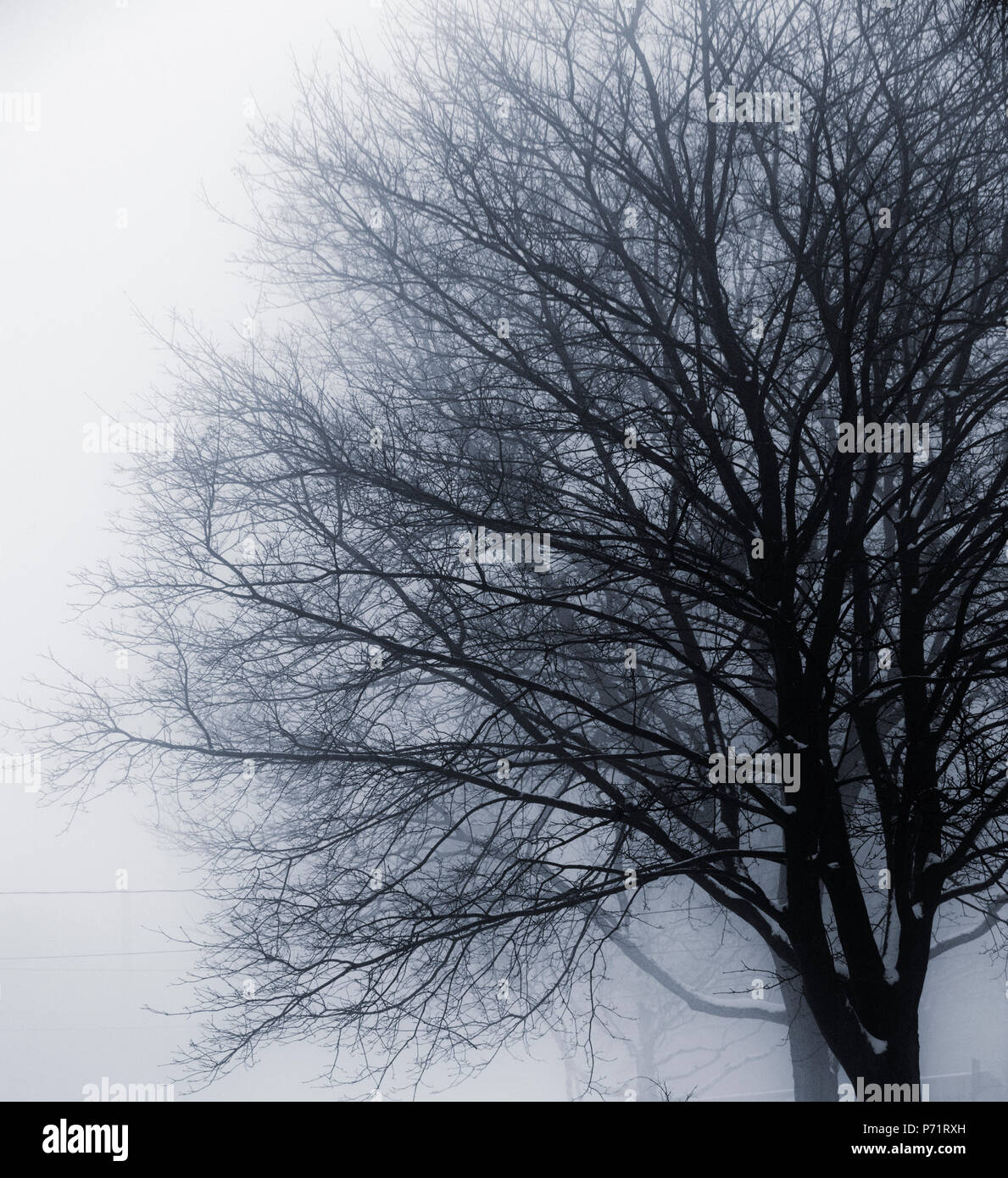 Foggy scena invernale del singolo albero sfrondato nella nebbia Foto Stock