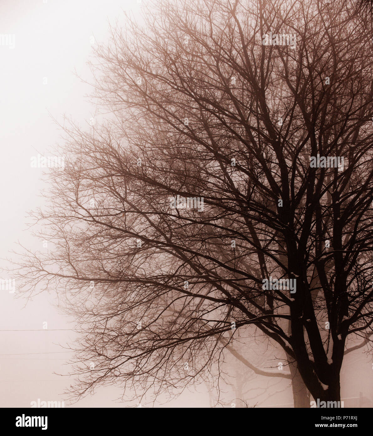 Foggy scena invernale del singolo albero sfrondato nella nebbia tonalità seppia Foto Stock
