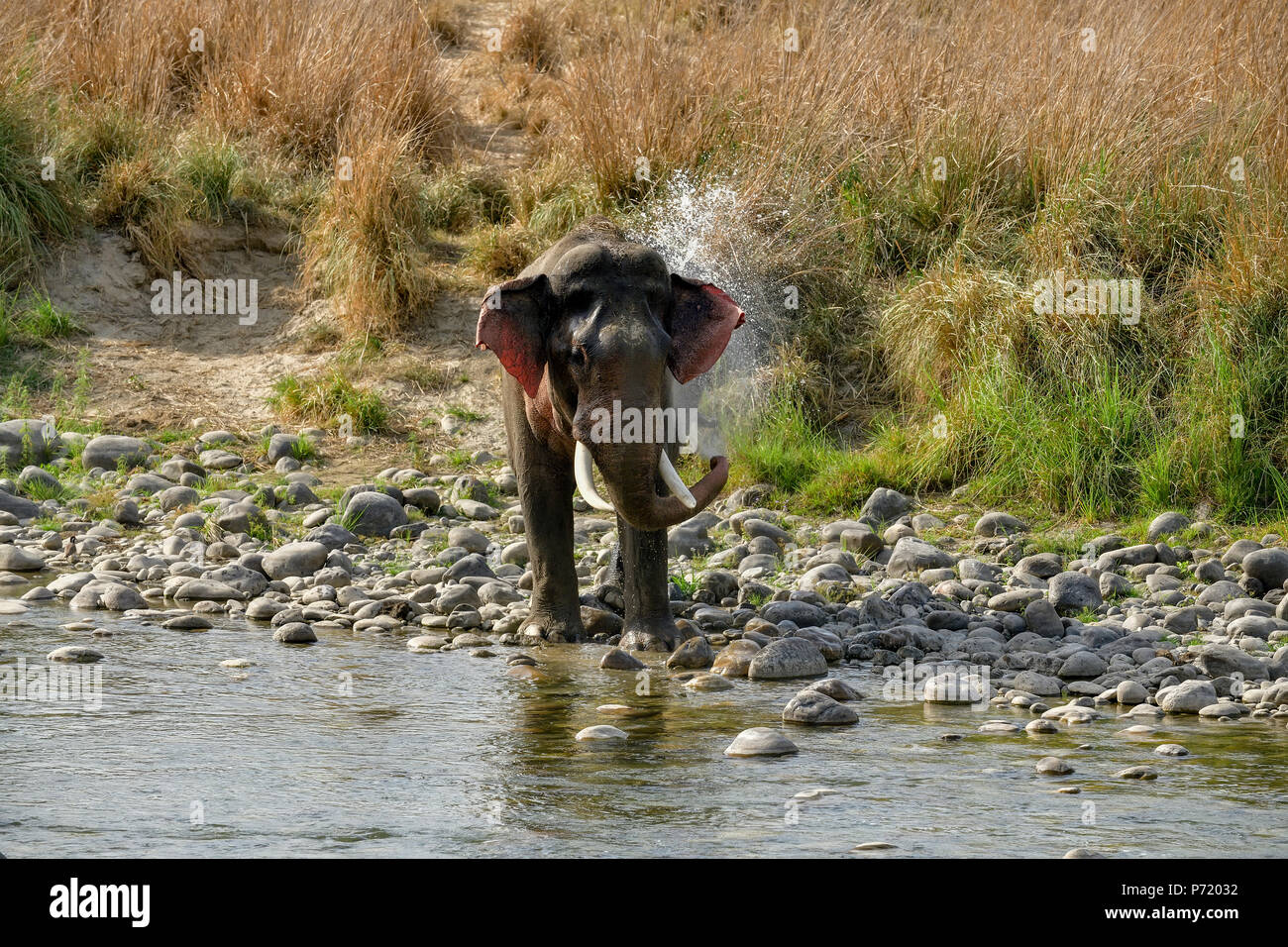 Asian wild tusker/elephant trovare sollievo da raffreddamento in Jim Corbett National Park fiume durante una torrida estate nel suo habitat naturale Foto Stock