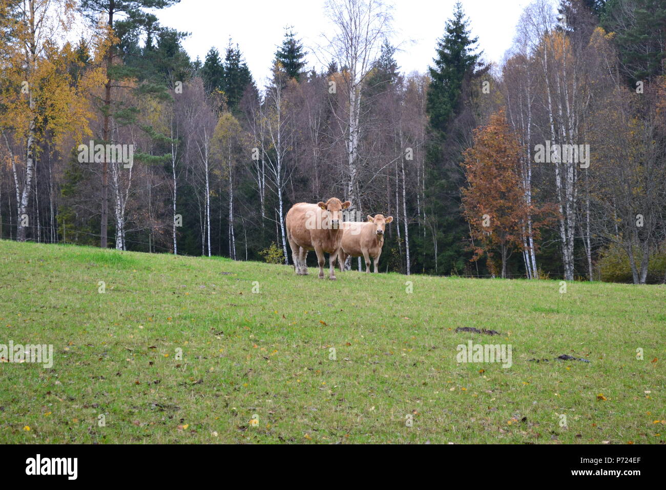 Vita quotidiana sul campo verde Foto Stock