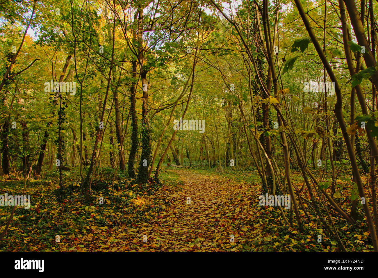 Autunno sentiero forestale con caduta di foglie in Bois de Boulonge Park, Parigi, Francia Foto Stock