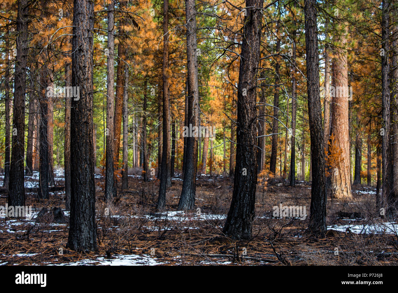 Un parzialmente bruciato foresta di pini ponderosa dopo un incendio ha spazzato attraverso, Oregon, Stati Uniti d'America, America del Nord Foto Stock