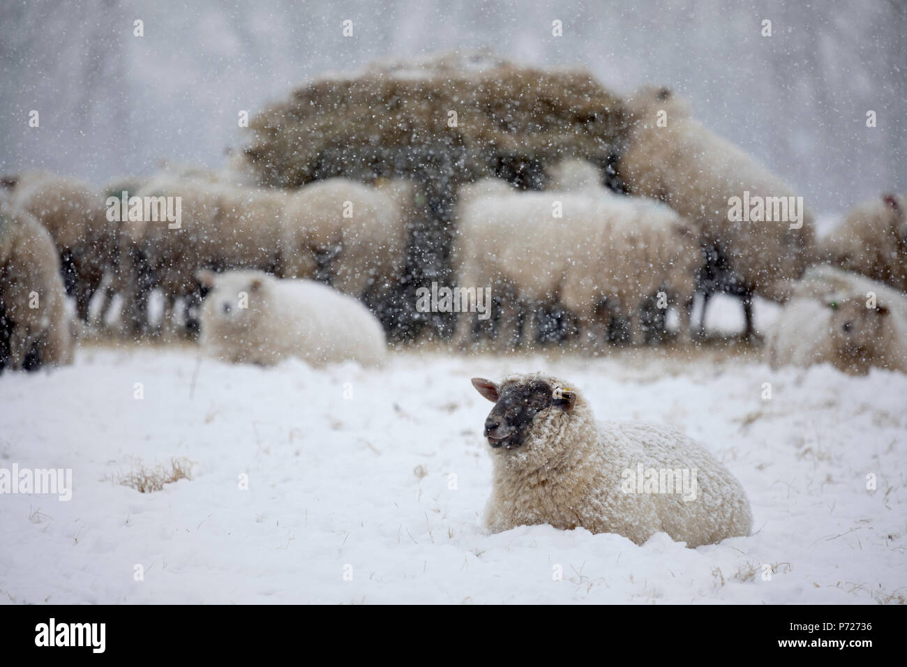 Pecore bianche coperte di neve sdraiato nella neve e pecora mangia fieno, Burwash, East Sussex, England, Regno Unito, Europa Foto Stock
