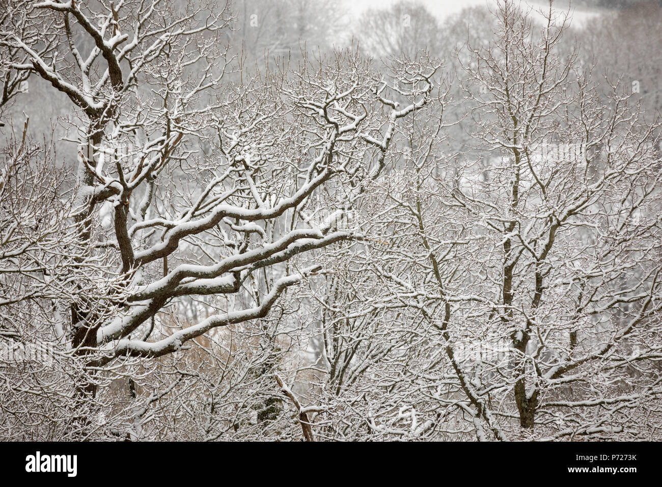 Coperta di neve rami di albero, Burwash, East Sussex, England, Regno Unito, Europa Foto Stock