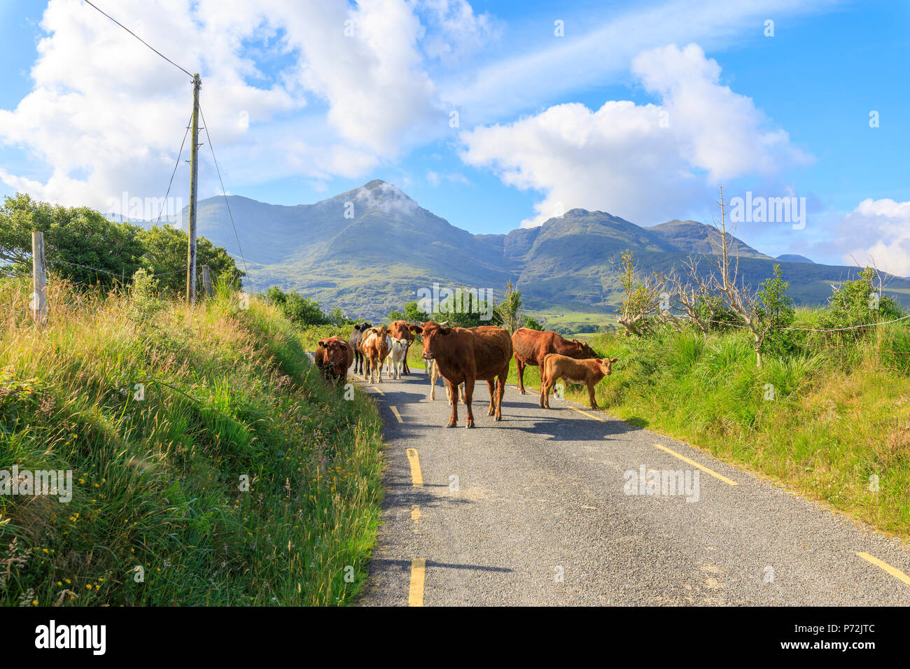 Vacche sulla strada, Parco Nazionale di Killarney, nella contea di Kerry, Munster, Repubblica di Irlanda, Europa Foto Stock