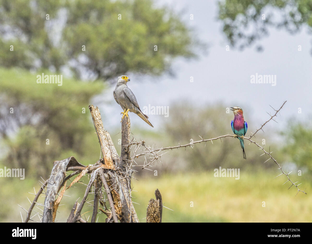 Grigio di un gheppio (Falco ardosiaceus) e un lilla-breasted rullo ( Coracias caudatus) la visione di ogni altro in Tanzania Foto Stock