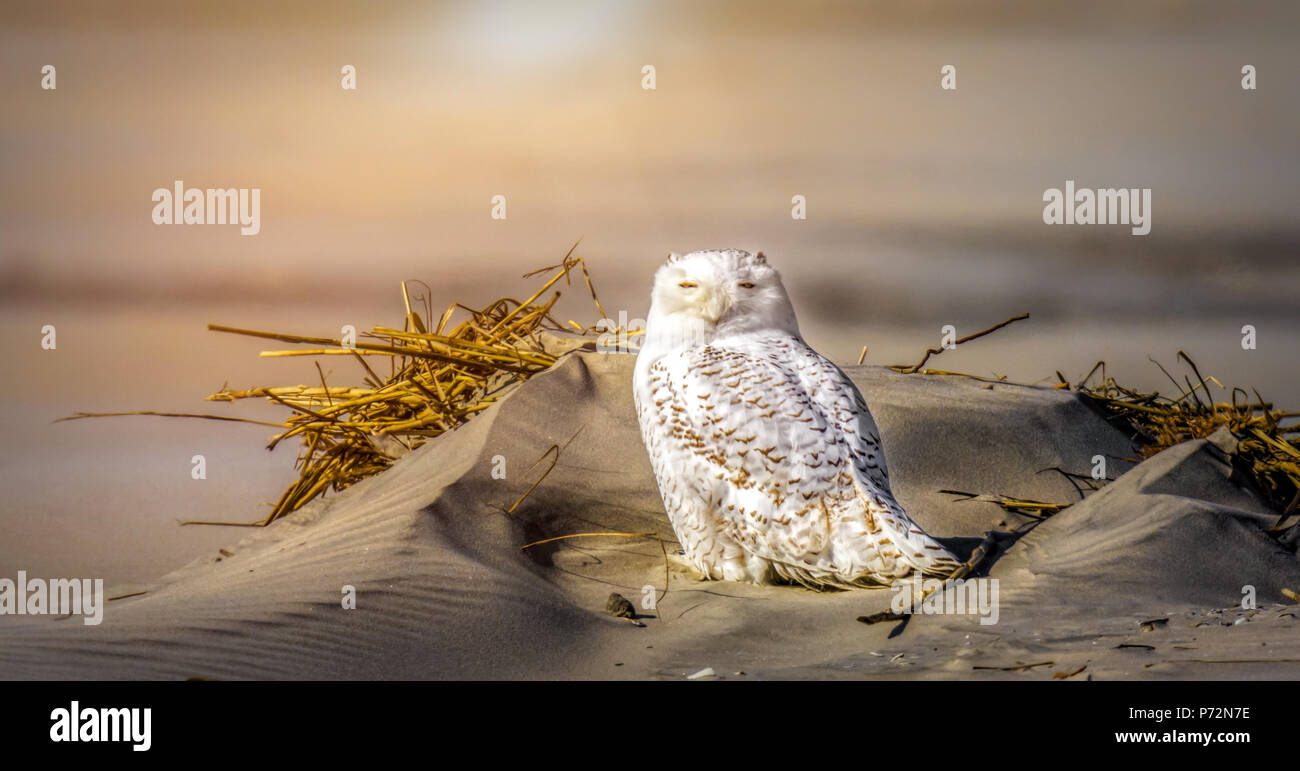 Una civetta delle nevi in appoggio nelle dune di sabbia del New Jersey beach in inverno. Foto Stock