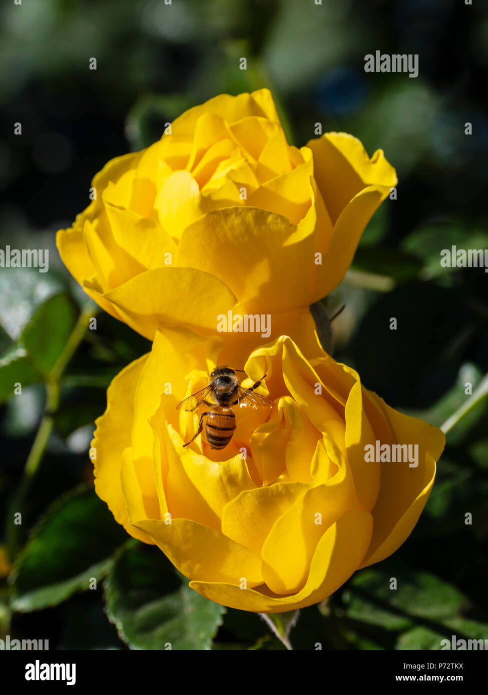 Un'ape feste a piedi su Sunshine Rose sboccia, Inez concedere Parker Memorial Giardino di Rose, Balboa Park, San Diego, California. Foto Stock
