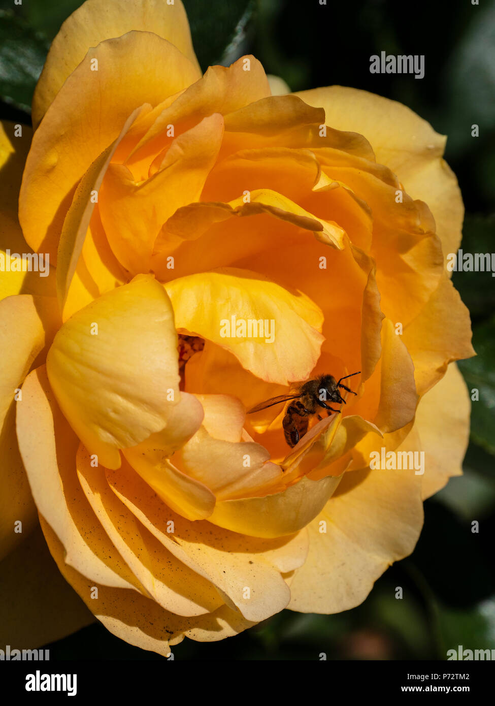 Bee esplora Eureka bocciolo di rosa, Inez concedere Parker Memorial Giardino di Rose, Balboa Park, San Diego, California. Foto Stock