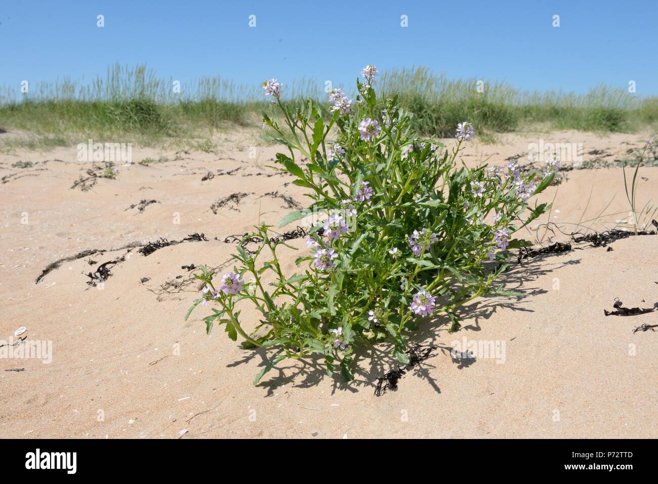 Un intrico di mare Rocket (Cakile maritima) cresce in sabbia sulla spiaggia a Dornoch nel nord est della Scozia, Regno Unito, Europa Foto Stock