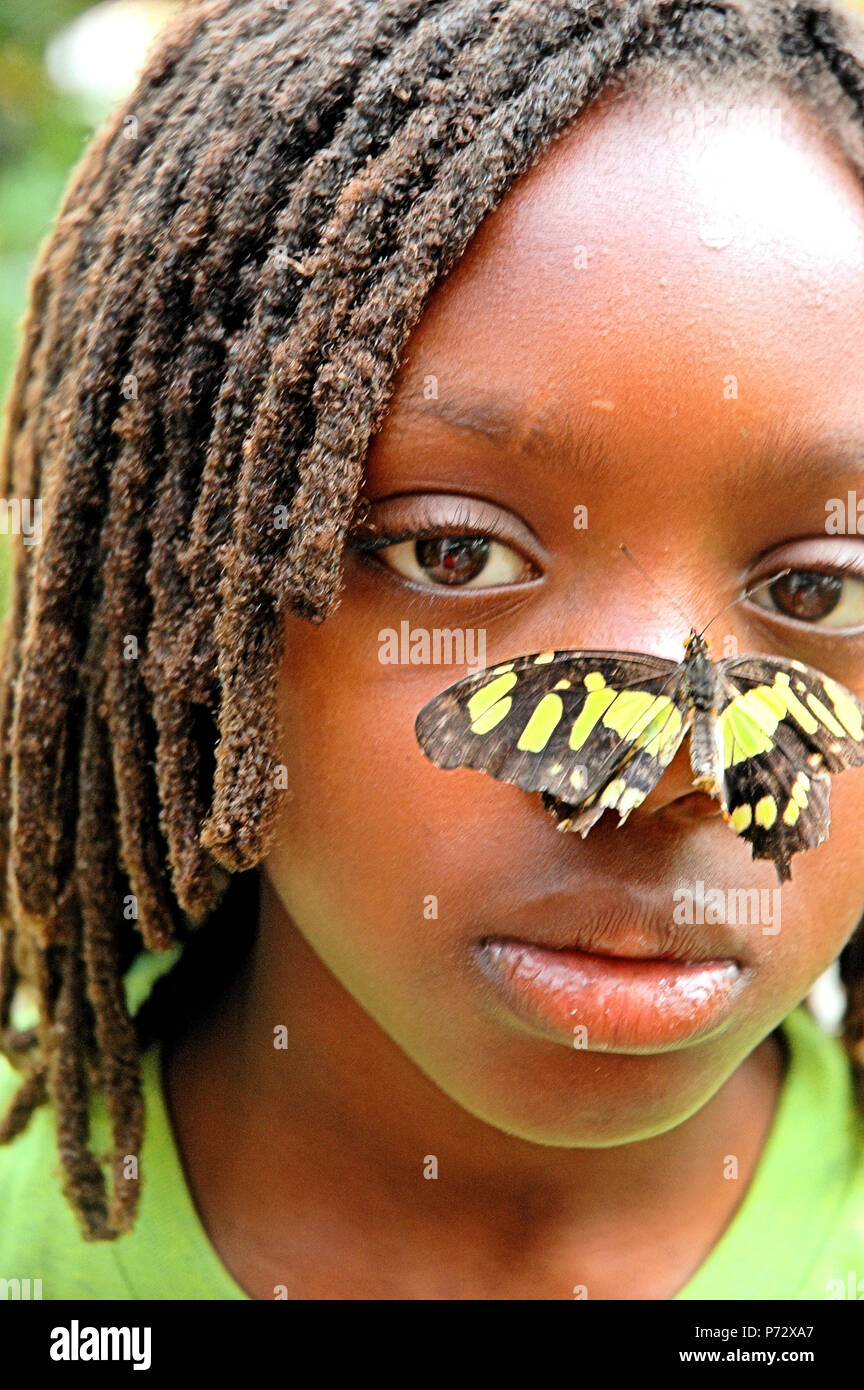 Viste di una farfalla Foto Stock