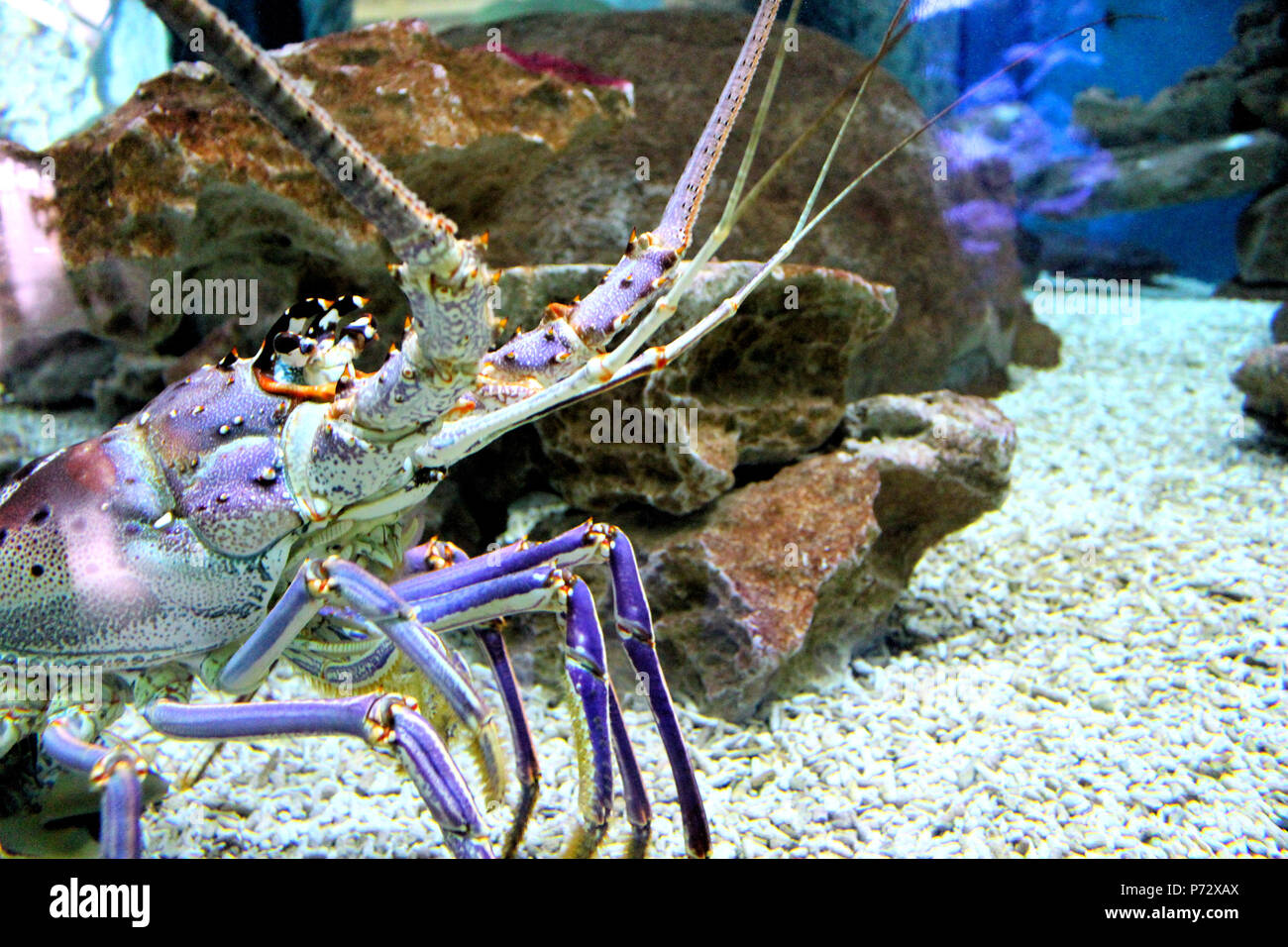 Lobster Guarda Foto Stock