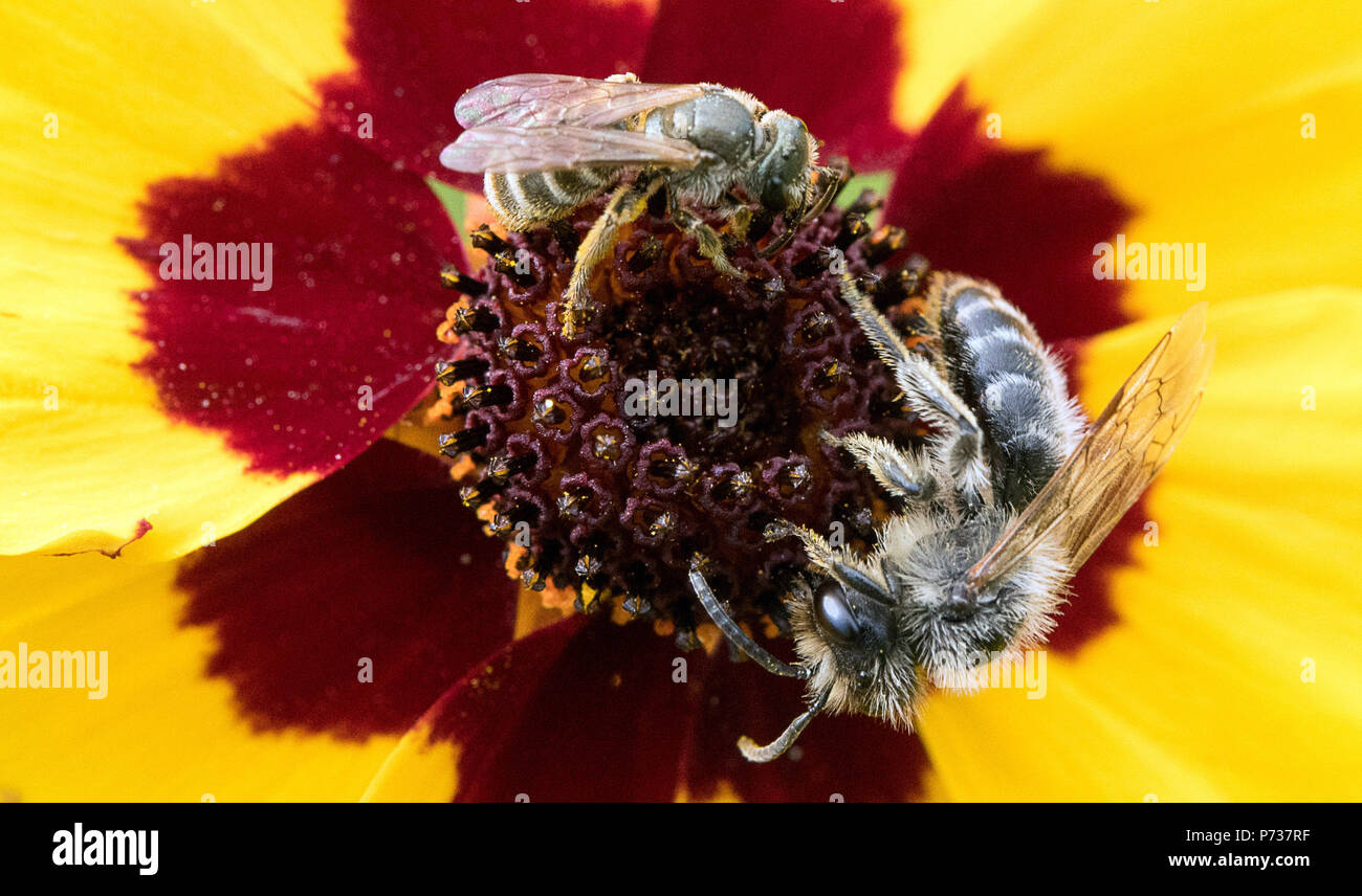 Stoccarda, Deutschland. 03 Luglio, 2018. 03.07.2018, Baden-Württemberg, Stoccarda: un solco bee (sopra) ed una spiaggia di sabbia bee (sotto) sono seduti su un fiore, che appartiene a un prato, che è stato appositamente creato nella Wilhelma per api selvatiche. Grazie per l'uccisione di insetti, l'habitat per api selvatiche sta diventando sempre più scarse. Credito: Sebastian Gollnow/dpa | in tutto il mondo di utilizzo/dpa/Alamy Live News Foto Stock