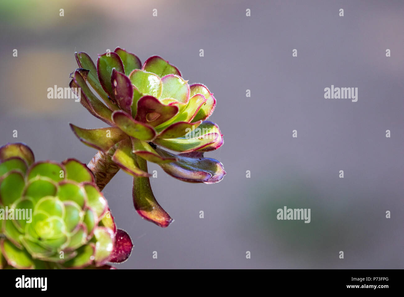 Una vista dettagliata di un impianto Aeonium. Foto Stock