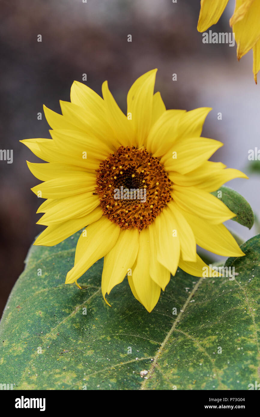 Girasole in primavera - Los Angeles, California USA Foto Stock