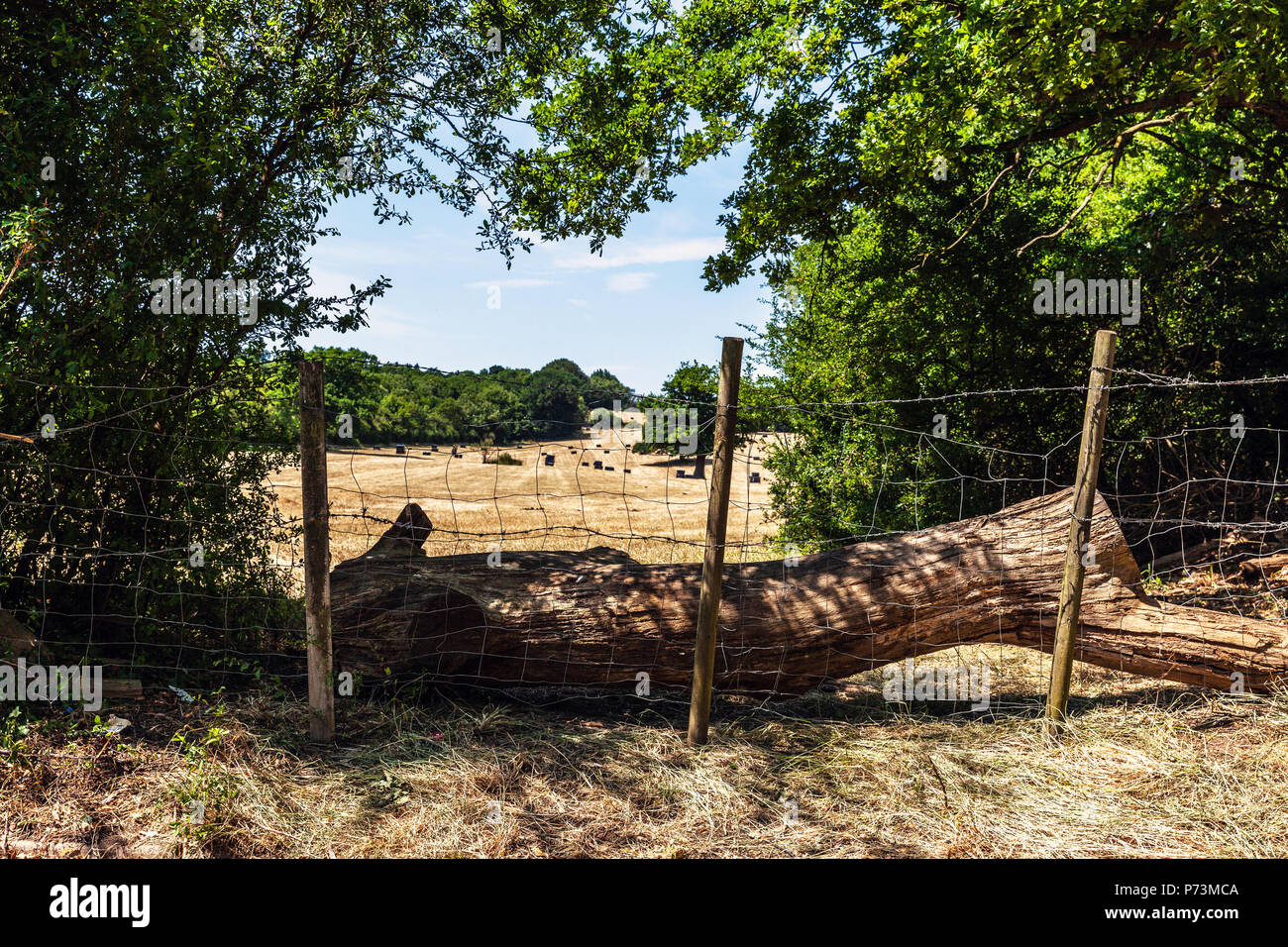 Un campo agricolo e la recinzione, Middlesex, Inghilterra, Regno Unito. Foto Stock