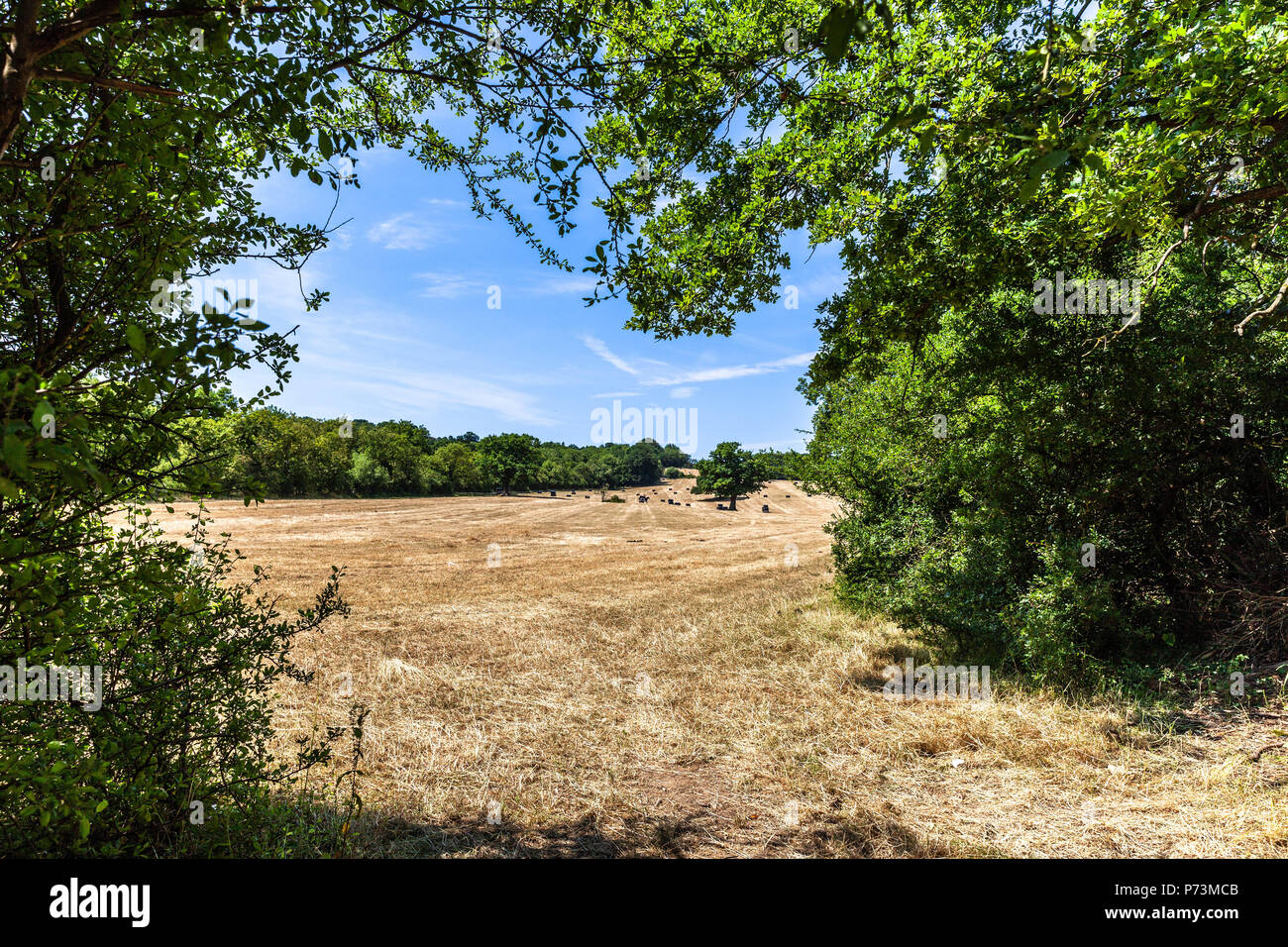 Un campo agricolo dopo il raccolto, Middlesex, Inghilterra, Regno Unito. Foto Stock