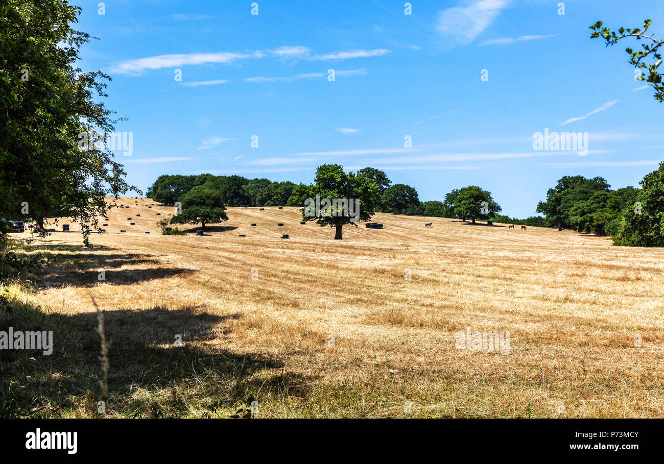 Un campo agricolo dopo il raccolto, Middlesex, Inghilterra, Regno Unito. Foto Stock