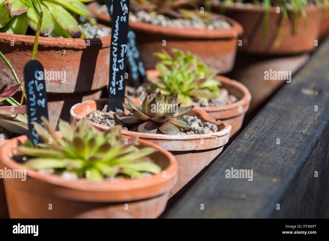 Sempervivum arachnoideum (liveforever, ragnatela casa-porro, Piante succulente | Dicotiledoni famiglia) bedded in argilla. La pentola è cotto. Foto Stock