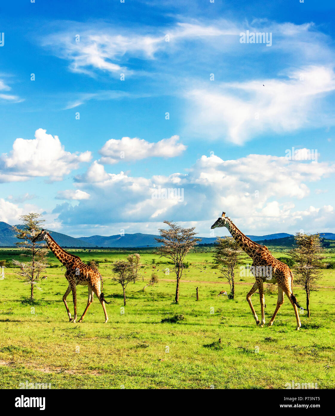 Groupe di giraffe a piedi nella savana africana nel Masai Mara riserva nazionale Foto Stock