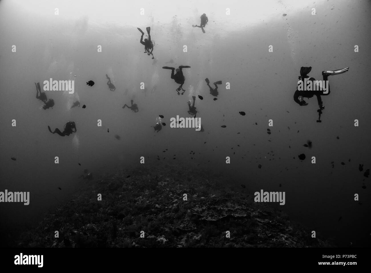 Un sacco di subacquei a Elphinstone reef in Egitto Foto Stock