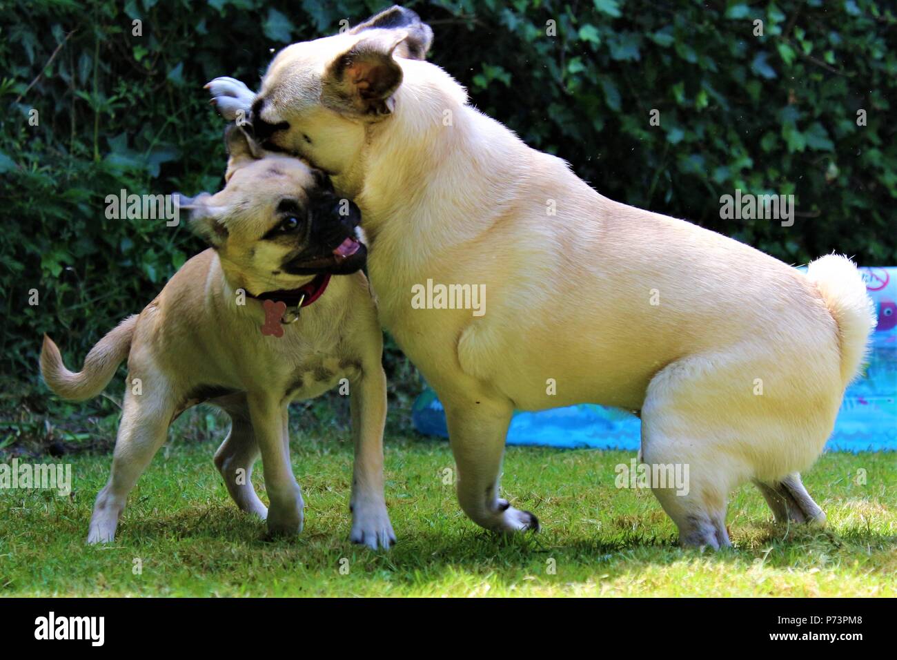 Due cani giocando nel giardino. Uno è un un anno vecchio Pug maschio e l'altro è un tre mesi " femmina Chug" (croce Chihuahua Pug). Foto Stock