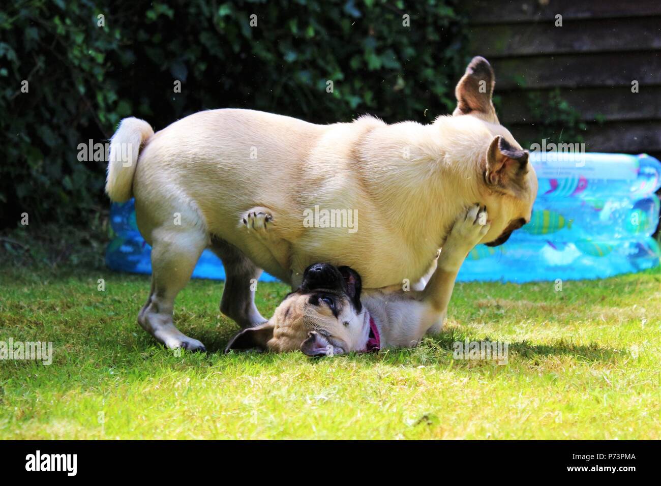 Due cani giocando nel giardino. Uno è un un anno vecchio Pug maschio e l'altro è un tre mesi " femmina Chug" (croce Chihuahua Pug). Foto Stock