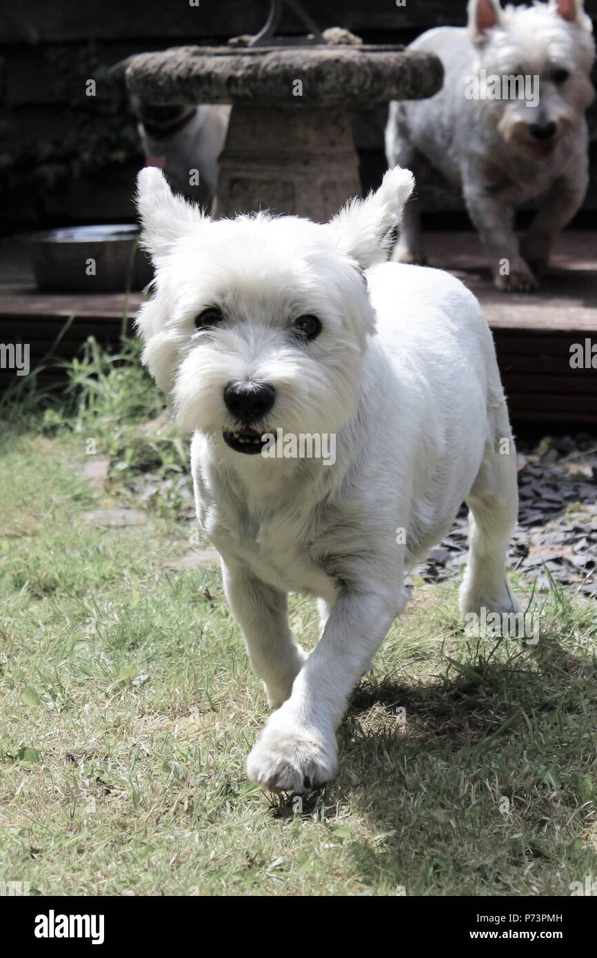 Un undici anni, maschio, West Highland Terrier (Westie) il cane. Foto Stock