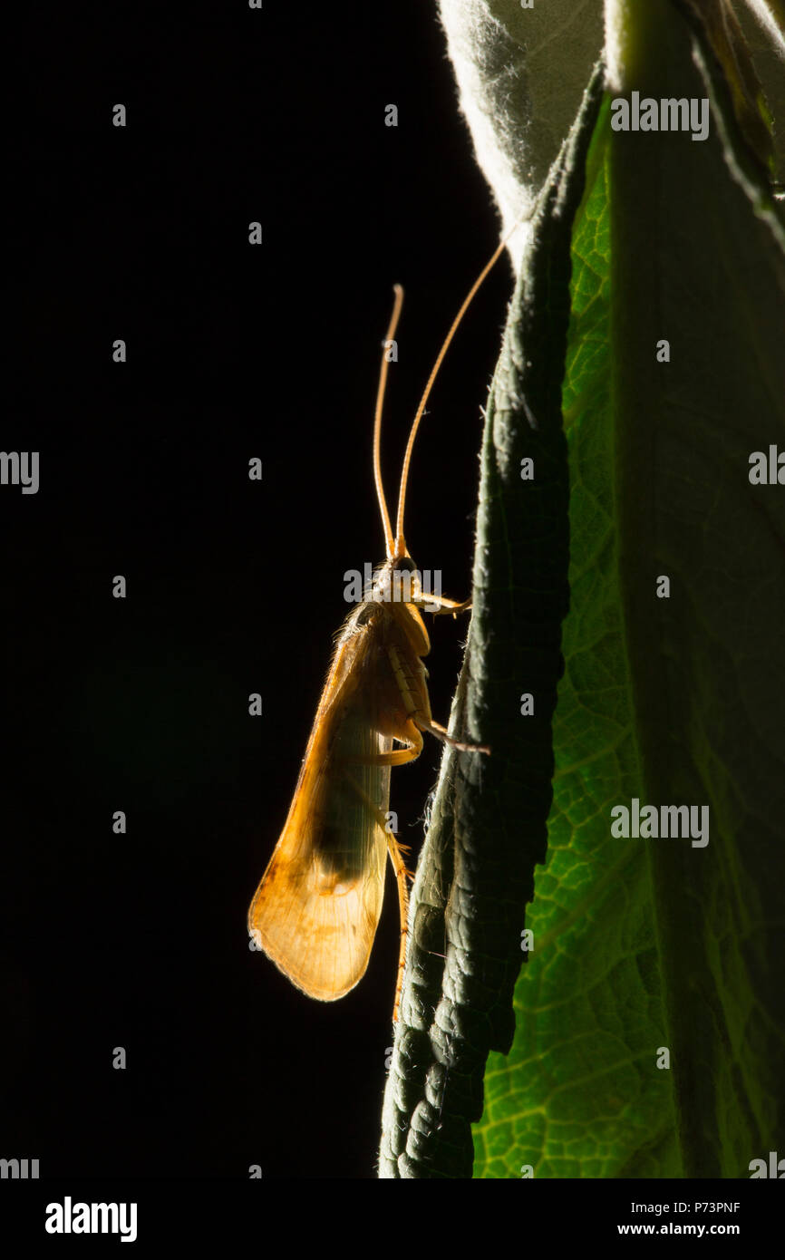 Un caddis volare, ordine Trichopteran, riposando da un giardino stagno di notte nel Lancashire Inghilterra GB Foto Stock