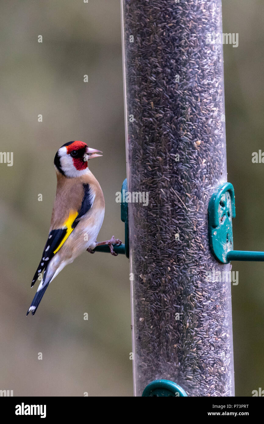 Unico Europeo (cardellino Carduelis carduelis) appollaiato su un seme del niger alimentatore con piumaggio di colore chiaramente visibile Foto Stock