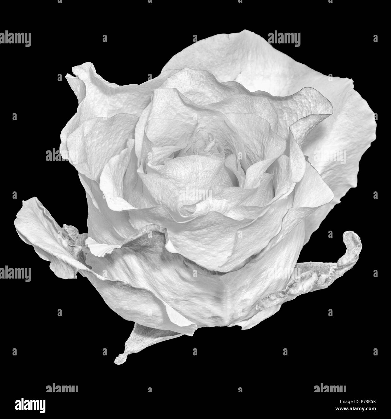 Monocromatici in bianco e nero still life macro floreale fiore ritratto di un singolo isolato fioritura fioritura bocciolo di rosa su sfondo nero,dettagliato Foto Stock