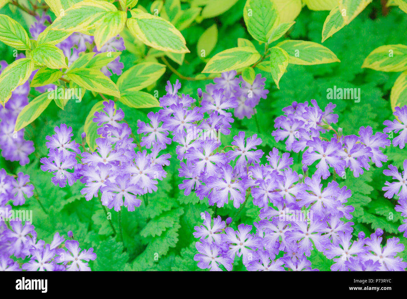 Primula sieboldii, il suo nome comune è giapponese primrose in fiore con Viola rossastro petali. Foto Stock