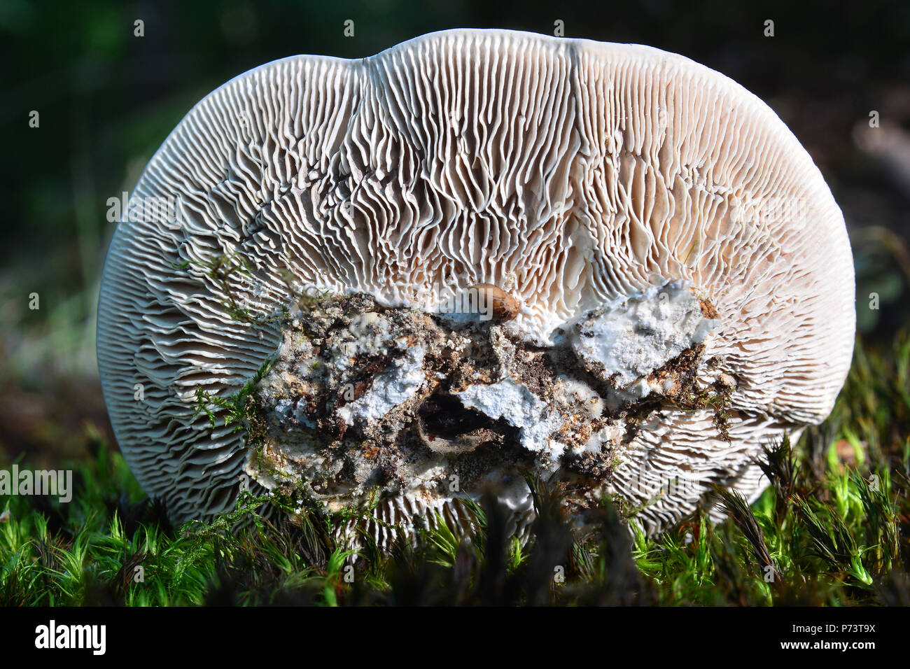 Lenzites betulina fungo, noto anche come senza branchie polypore o mazegill betulla Foto Stock