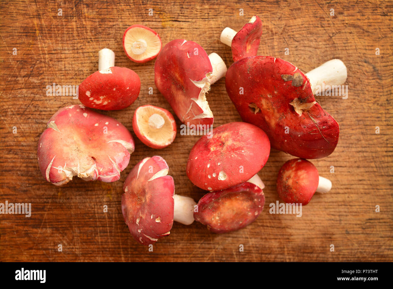 Red russula fageticola funghi su legno Foto Stock