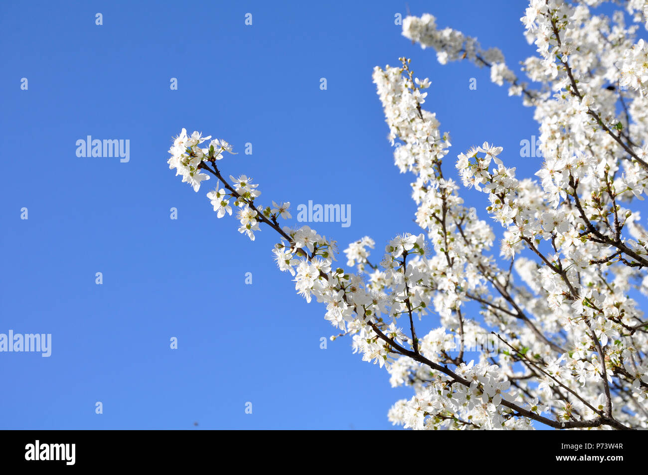 Fiorisce su una fioritura mandorlo Foto Stock