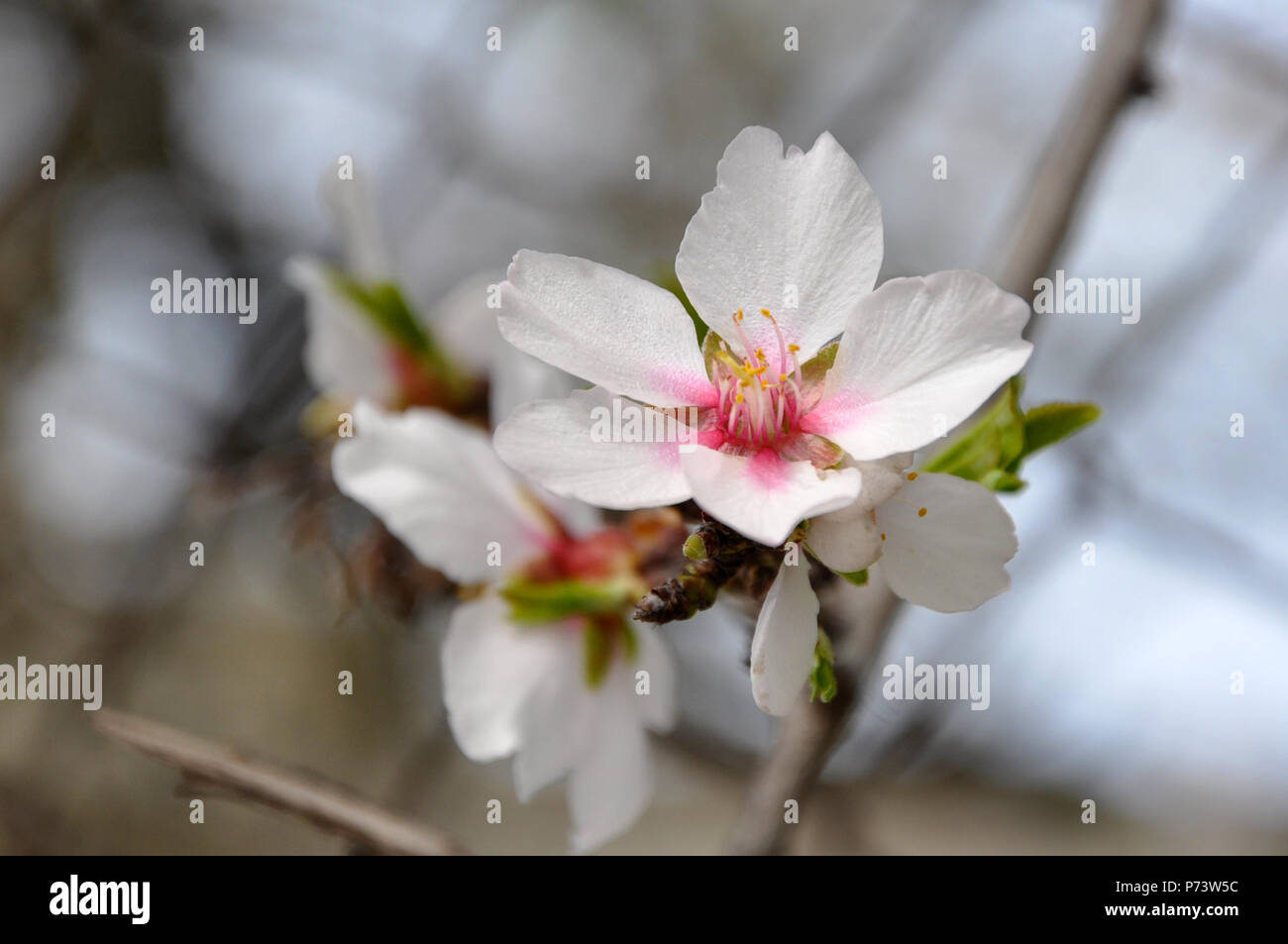 Fiorisce su una fioritura mandorlo Foto Stock