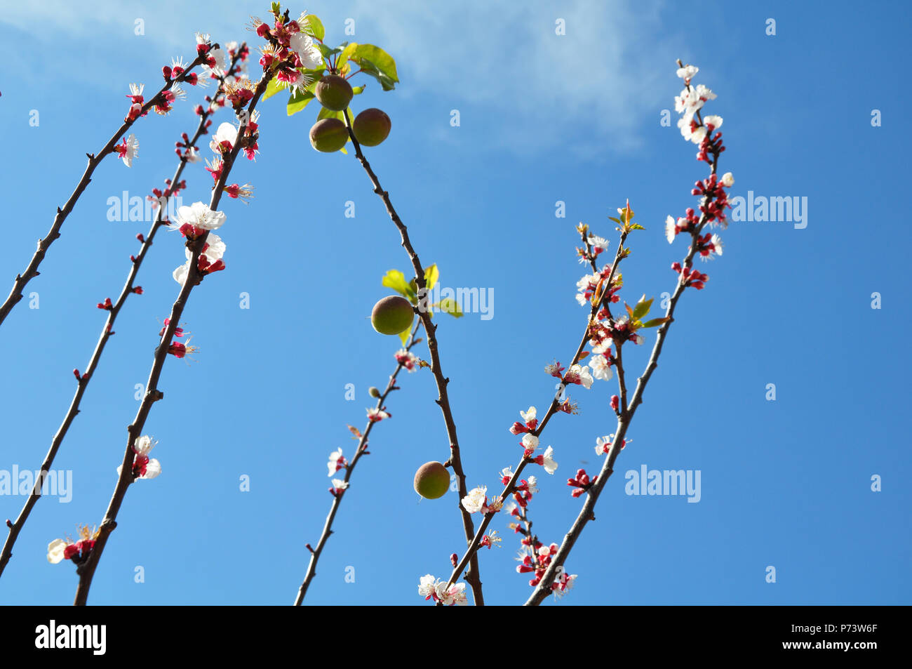 Fiori e frutti dagli alberi di albicocche Foto Stock