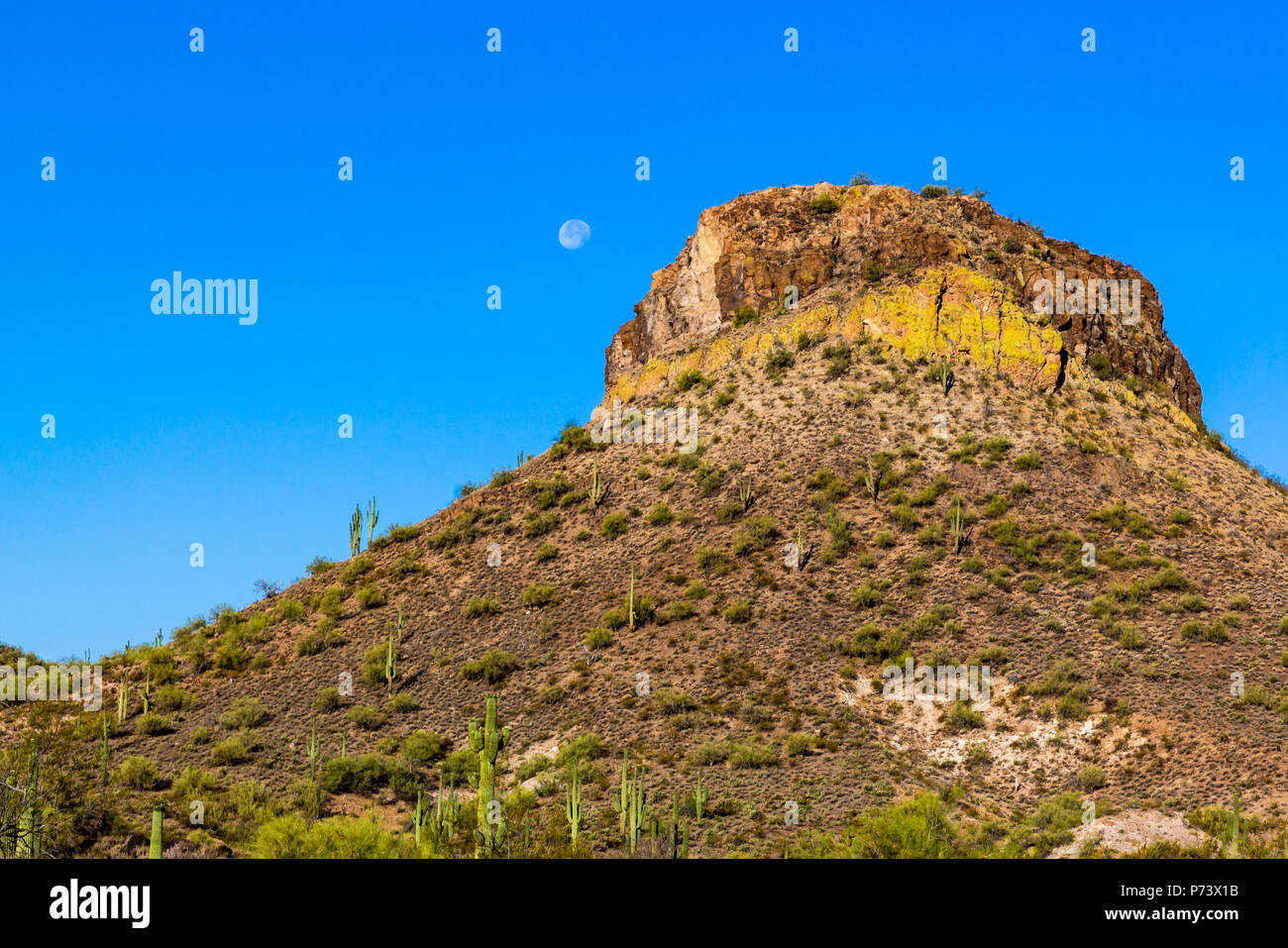 La luna nel blu limpido cielo del deserto vicino colle roccioso coperto con native cactus Saguaro. In Arizona deserto di Sonora. Foto Stock