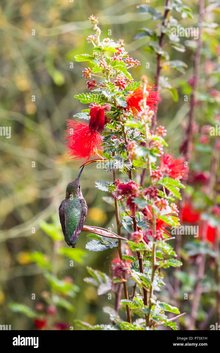 Anna's Hummingbird arroccato su una fragile foglia, appena prima di alimentare su red scovolino da bottiglia fiori overhead. In Arizona deserto di Sonora. Foto Stock