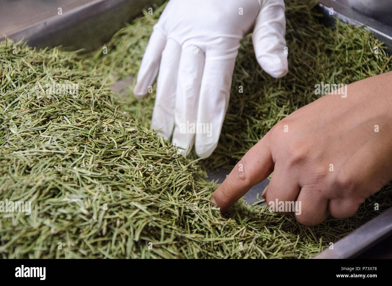 Cucinare fresco picking homegrown rosmarino, mani vicino : cucina mediterranea ed erbe aromatiche Foto Stock
