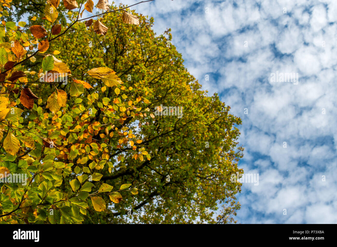 Immagine presa al di sotto di metà autunno alberi, mostrando le foglie contro un bel blu e il cielo nuvoloso Foto Stock