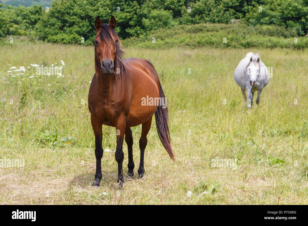 Due grigio e bay cavalli in un campo in Bretagna Foto Stock