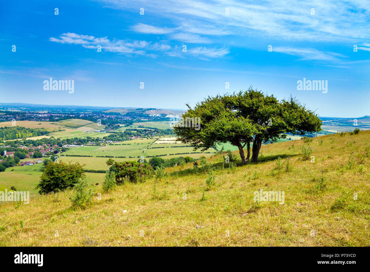 Vista panoramica di un albero e campi nel South Downs National Park, Regno Unito Foto Stock
