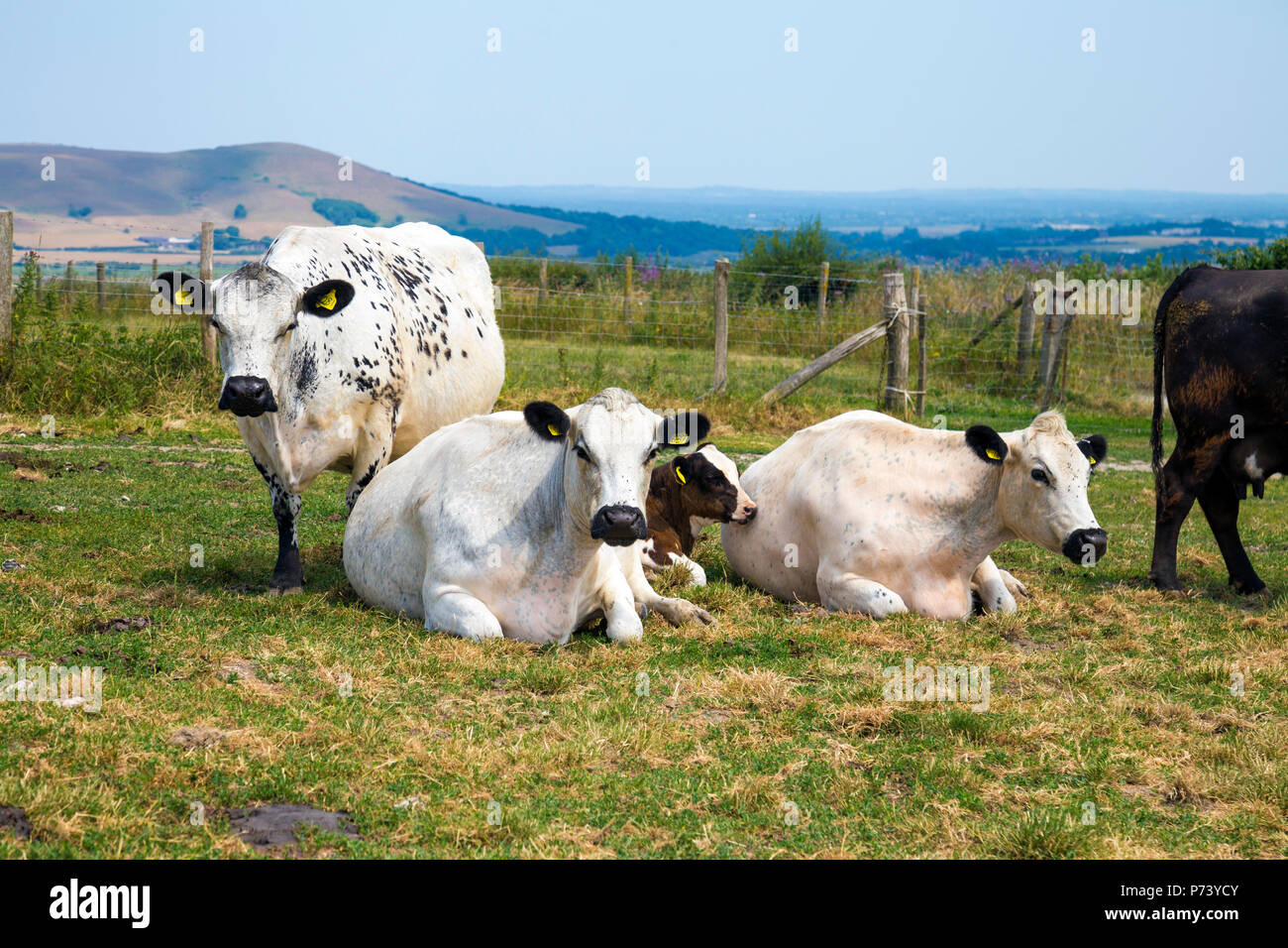 Mucche riposano e pascolo in un campo nel South Downs National Park, East Sussex, Regno Unito Foto Stock
