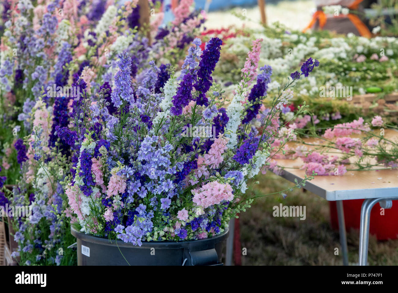 Delphiniums in vendita presso la Reale petalo di fiore coriandoli campi di fiori in luglio. Stoppino, Pershore, Worcestershire. Regno Unito Foto Stock
