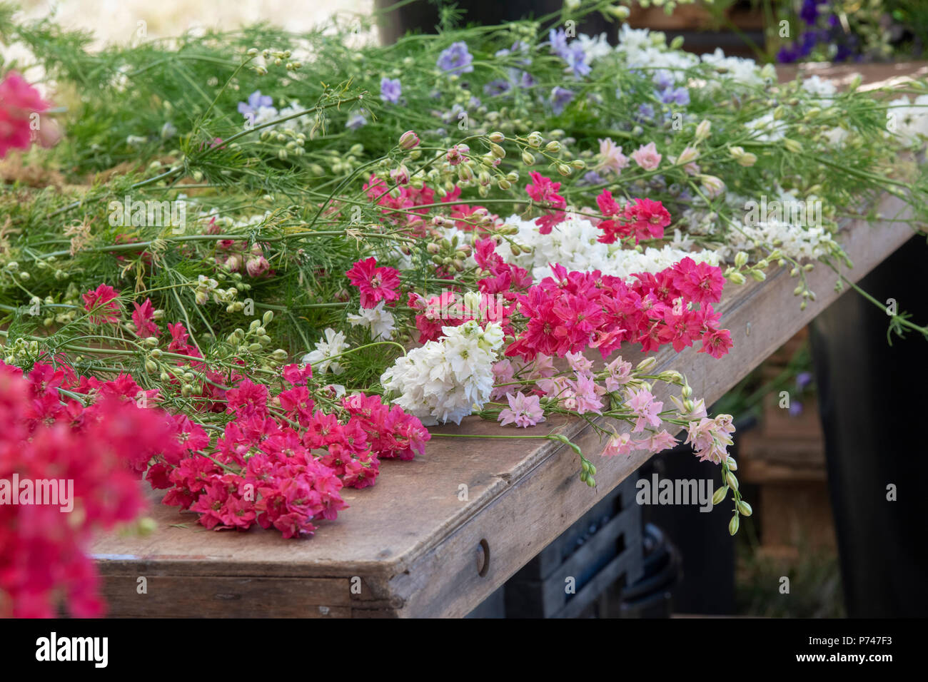 Delphiniums in vendita presso la Reale petalo di fiore coriandoli campi di fiori in luglio. Stoppino, Pershore, Worcestershire. Regno Unito Foto Stock