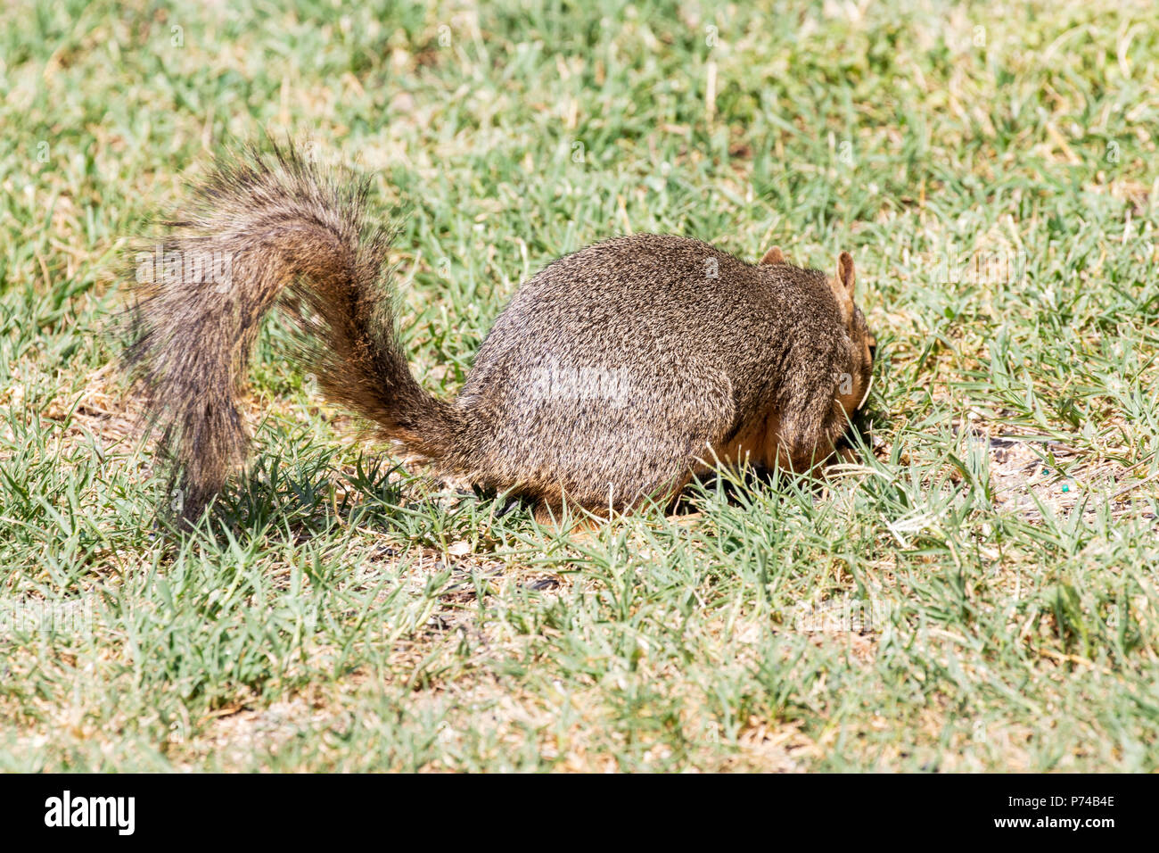Eastern Fox Squirrel, Fox Squirrel, Bryant's Fox Squirrel - Sciurus niger foraggio e di alimentazione Foto Stock