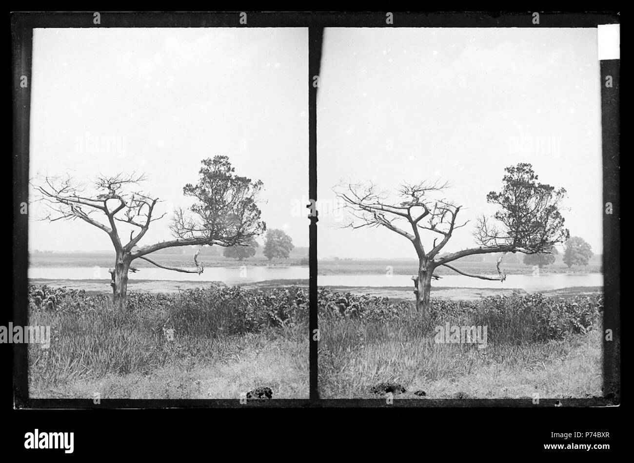 Inglese: Daniel Berry Austin (American, nato 1863, active 1899-1909). Ryder Stagno (Strome Kill), Vecchio Ginepro, lato ovest di stagno, Brooklyn, ca. 1899-1909. Asciugare la piastra negativa. Stampe, disegni e fotografie. Il Brooklyn Museum/Brooklyn Public Library, raccolta di Brooklyn, 1996.164.1-76. (1996.164.1-76 IMLS SL2.jpg) . prima di 1923 3 1996.164.1-76 IMLS SL2 Foto Stock