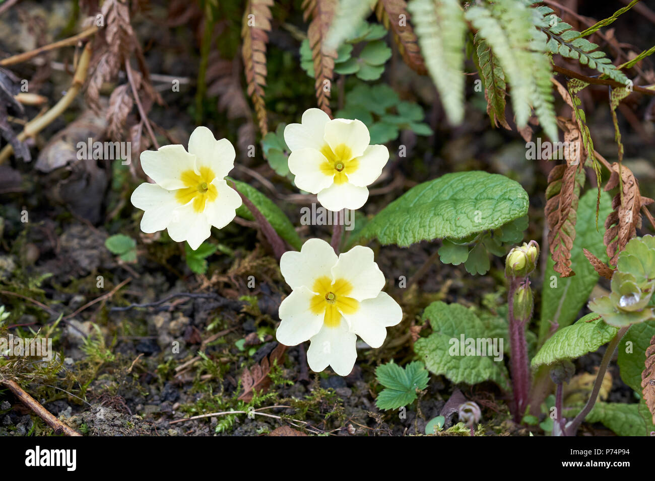 Primula (Primula vulgaris) fioritura piante che crescono nel sottobosco verdeggiante del giardino un aiuola di fiori in primavera. Regno Unito. Foto Stock
