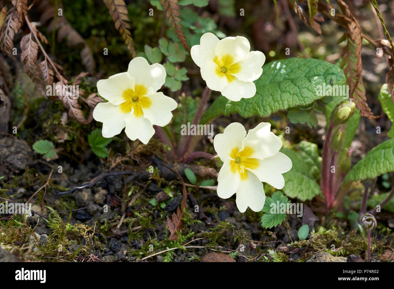 Primula (Primula vulgaris) fioritura piante che crescono nel sottobosco verdeggiante del giardino un aiuola di fiori in primavera. Regno Unito. Foto Stock